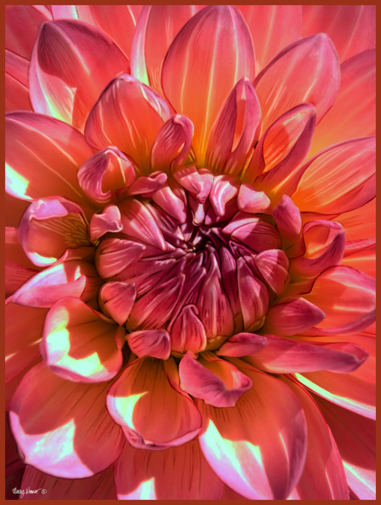 Dahlia Salmon Pink Orange Color Photo Painting Giclee Print