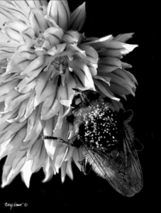 Honey Bee on Chive Photo Painting Giclee Print
