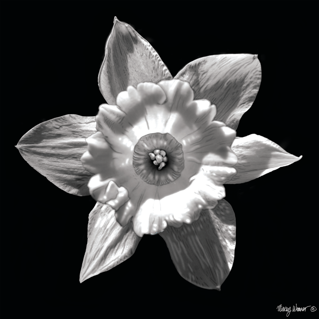 Photo Painted Daffodil Photo Painting Giclee Print