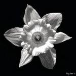 Photo Painted Daffodil Photo Painting Giclee Print