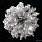 Photo Painted Dahlia Photo Painting Giclee Print