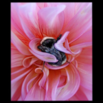 Bee with Dahlia Blanket (color), medium Photo Painting Giclee Print.