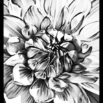 Photo Painted Black & While Dahlia, medium Photo Painting Giclee Print