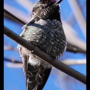 Close up photo of a humming bird outside