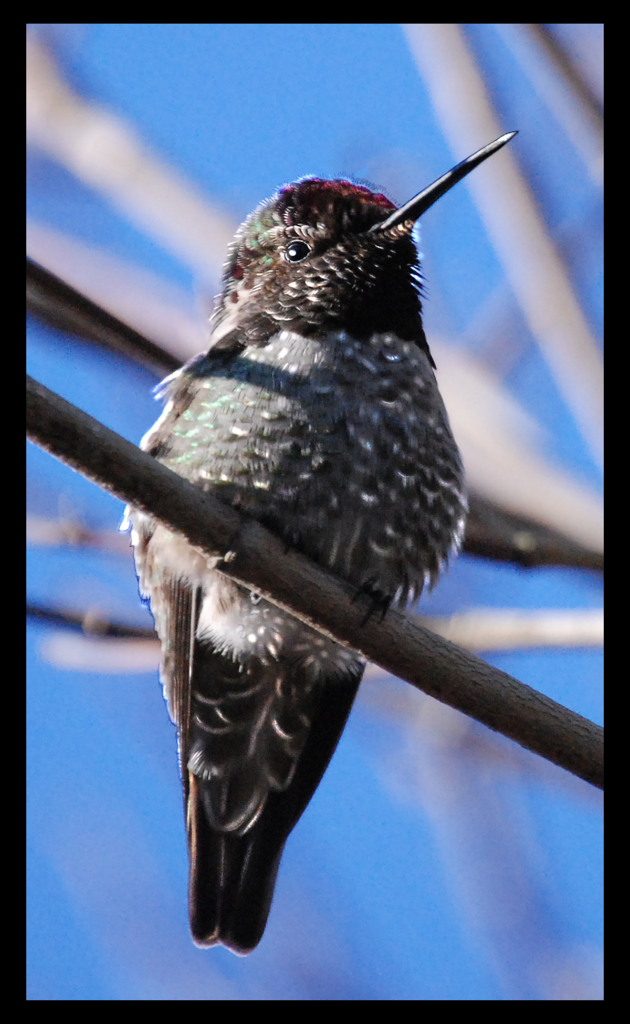 Close up photo of a humming bird outside
