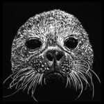 Cute Pacific Northwest Marine Seal