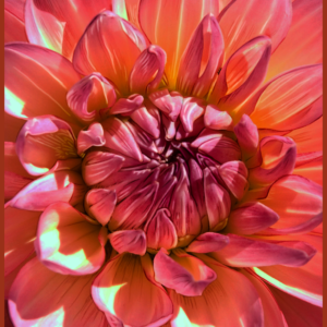 Dahlia Salmon Pink Orange Color Photo Painting Giclee Print