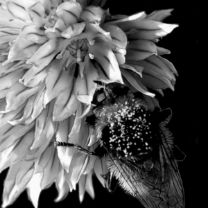 Honey Bee on Chive Photo Painting Giclee Print