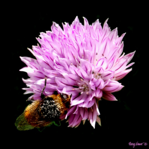 Honey Bee on Chive Photo Painting Giclee Print
