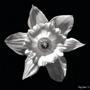 Photo Painted Daffodil Photo Painting Giclee Print
