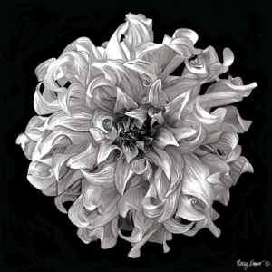 Photo Painted Dahlia Photo Painting Giclee Print