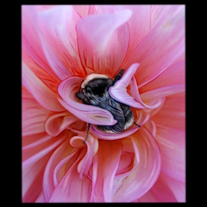 Bee with Dahlia Blanket (color), medium Photo Painting Giclee Print.