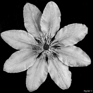 Photo Painted Clematis Photo Painting Giclee Print