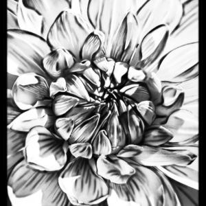 Photo Painted Black & While Dahlia, medium Photo Painting Giclee Print